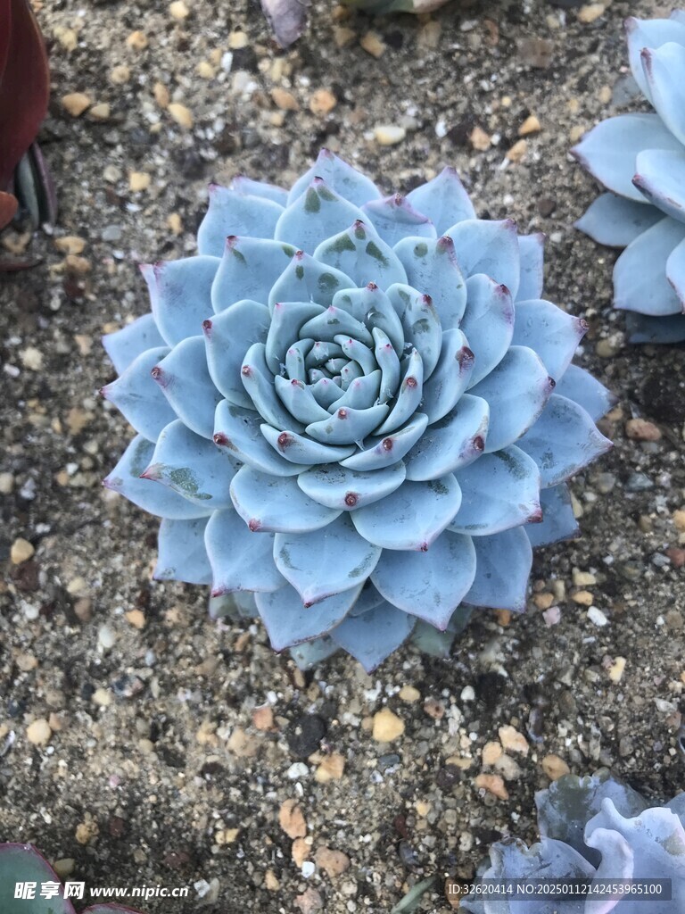 多肉