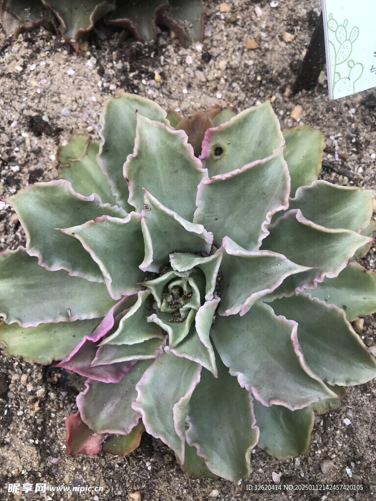 多肉