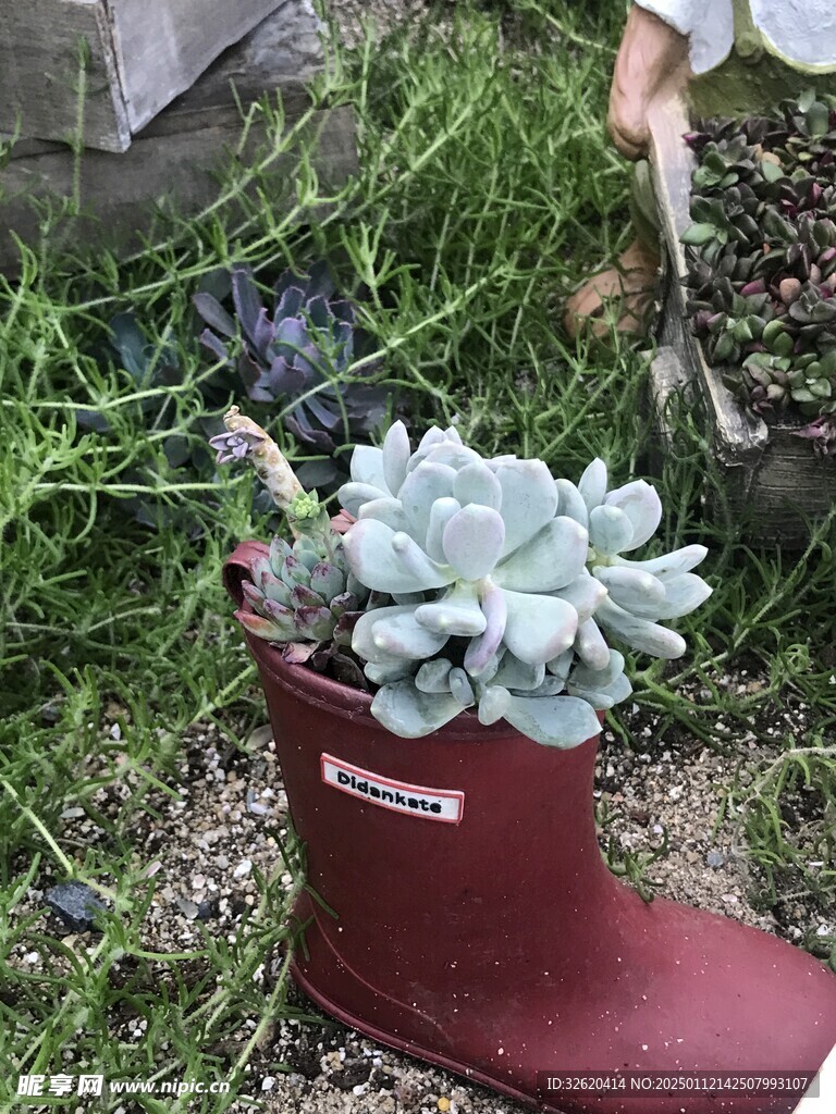 多肉