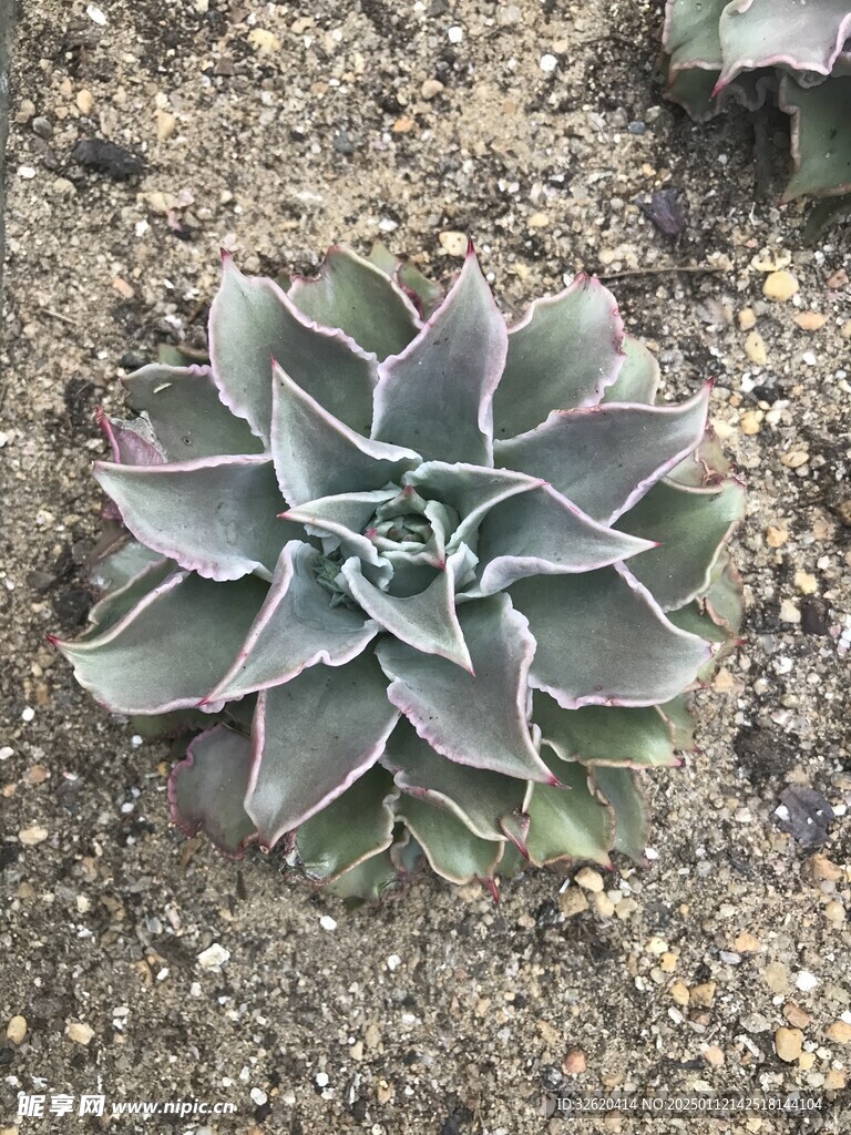 多肉