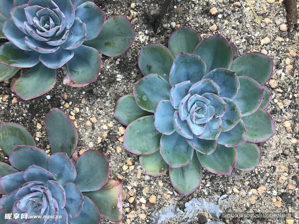 多肉