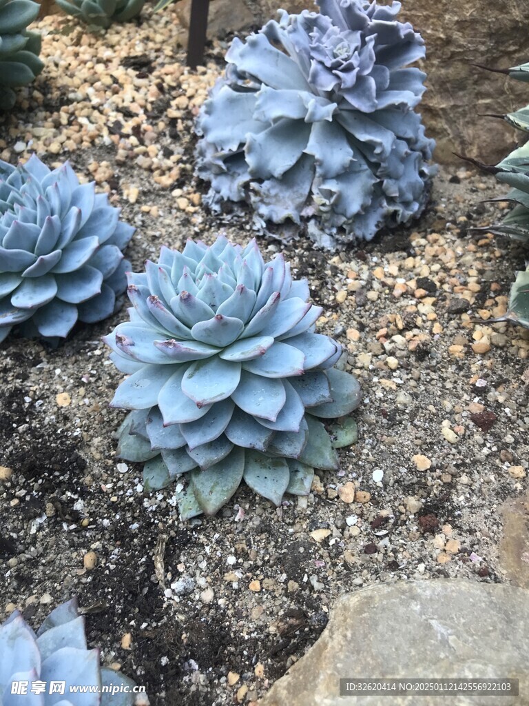 多肉