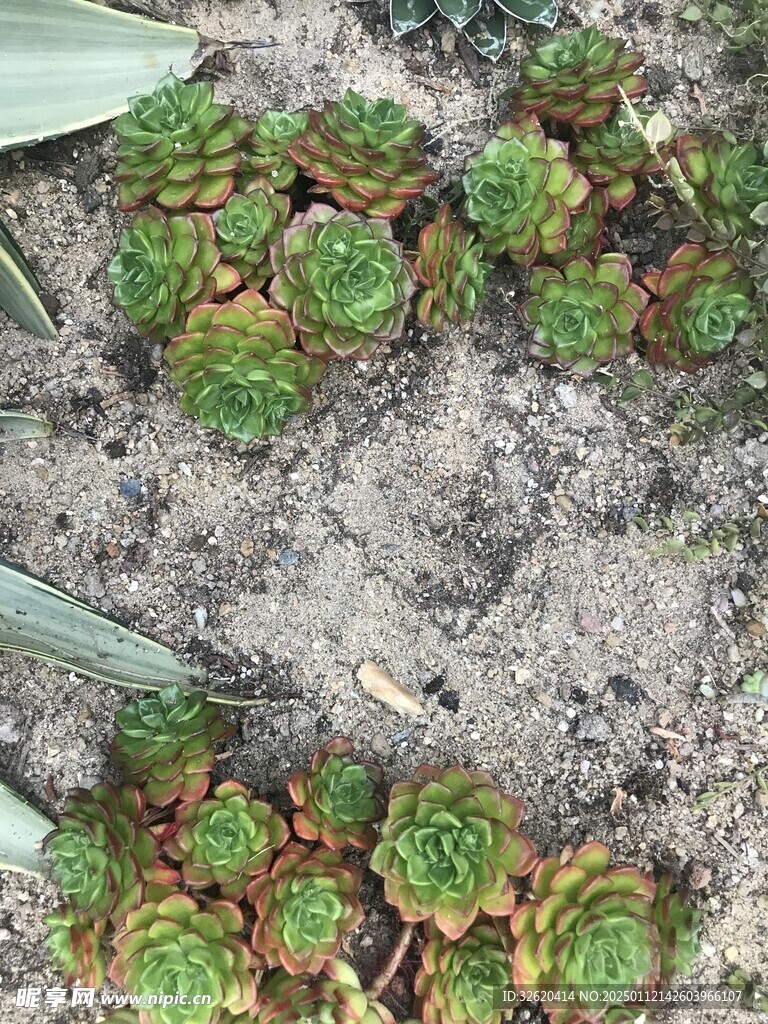 多肉
