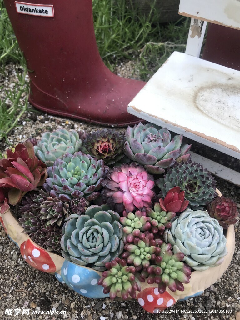 多肉