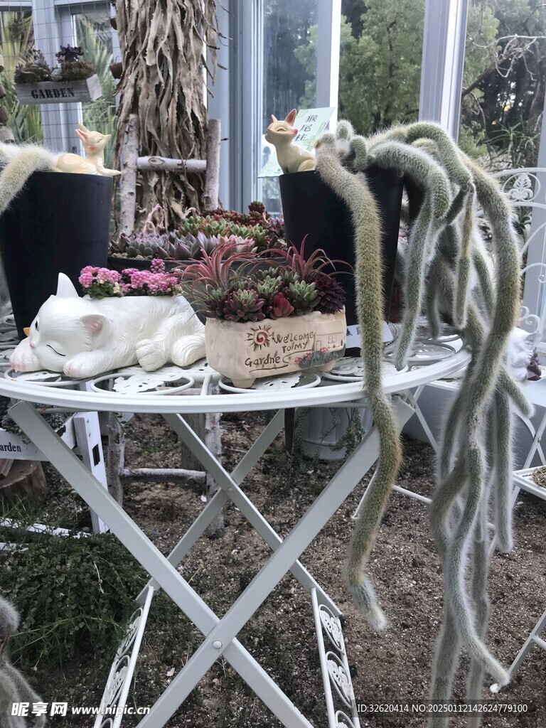 多肉