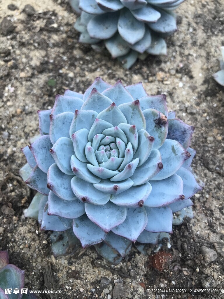 多肉