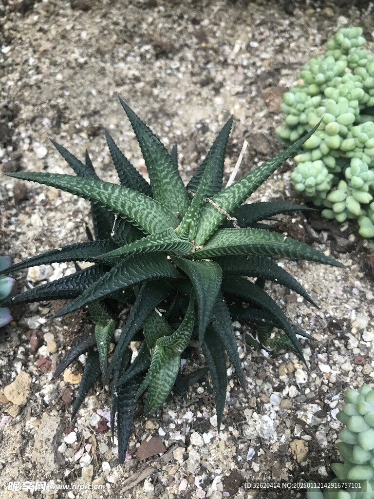 多肉