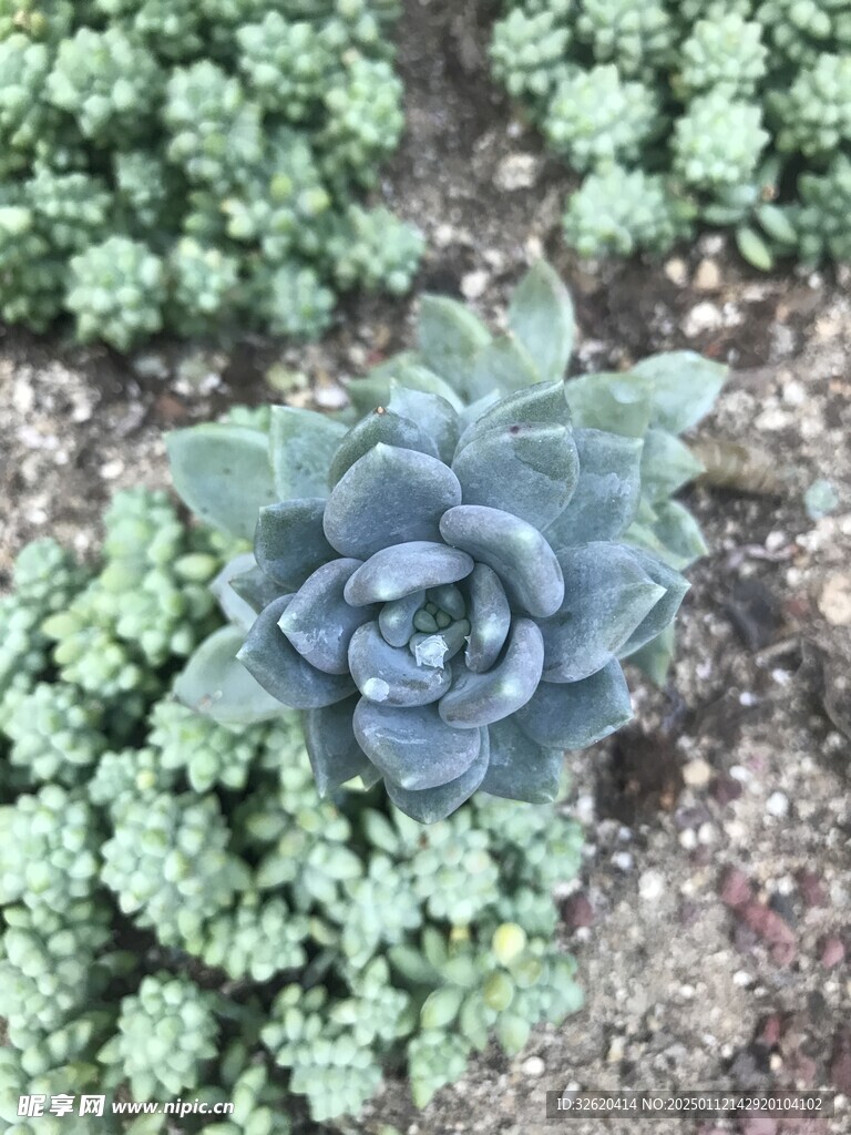多肉