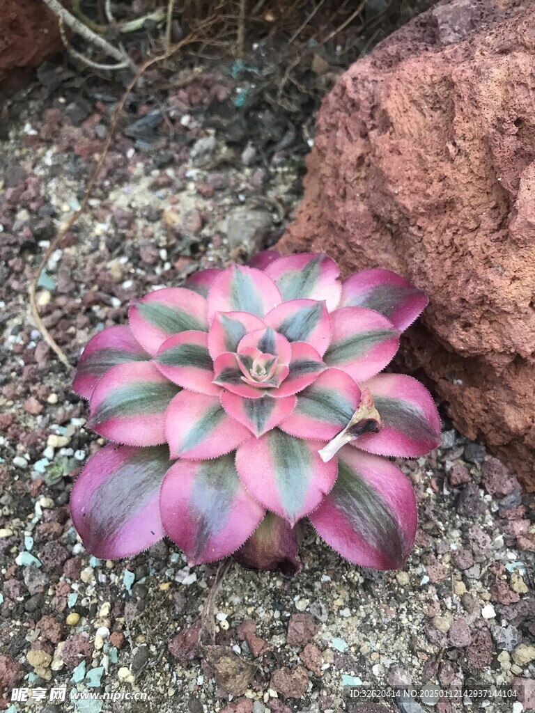多肉