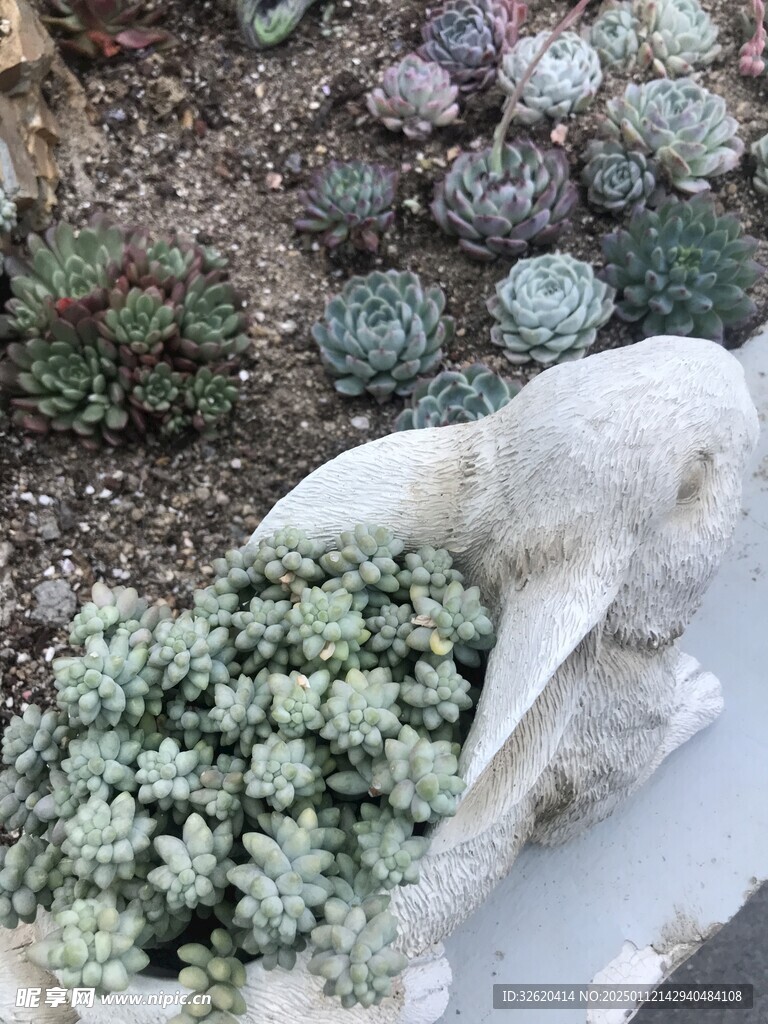 多肉