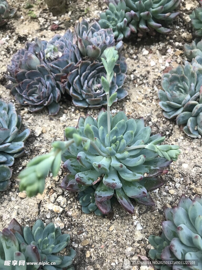 多肉