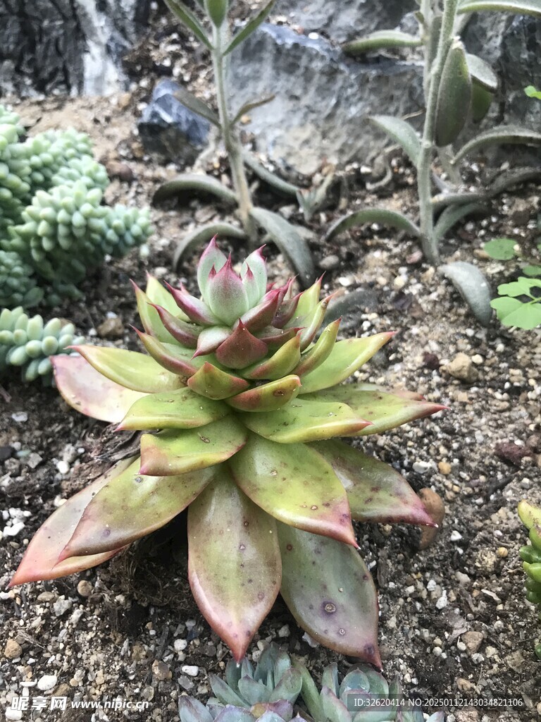 多肉