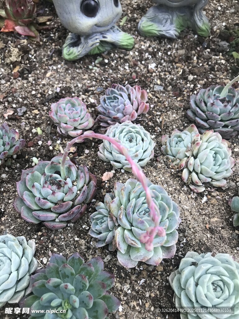 多肉