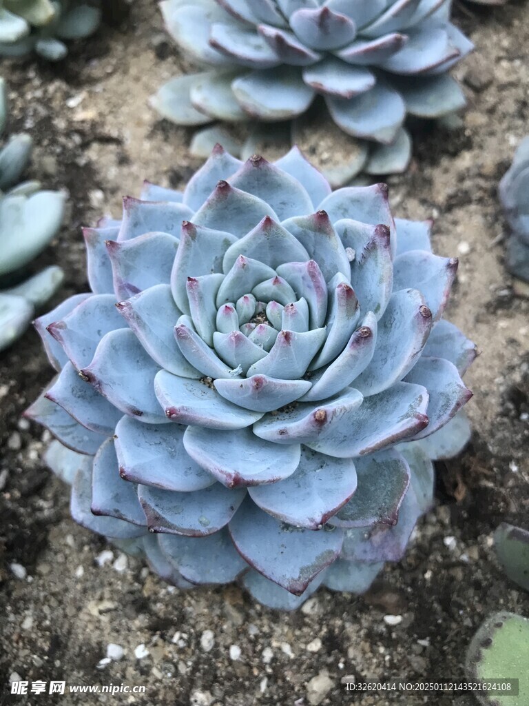 多肉