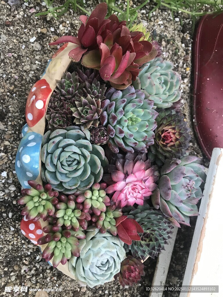 多肉