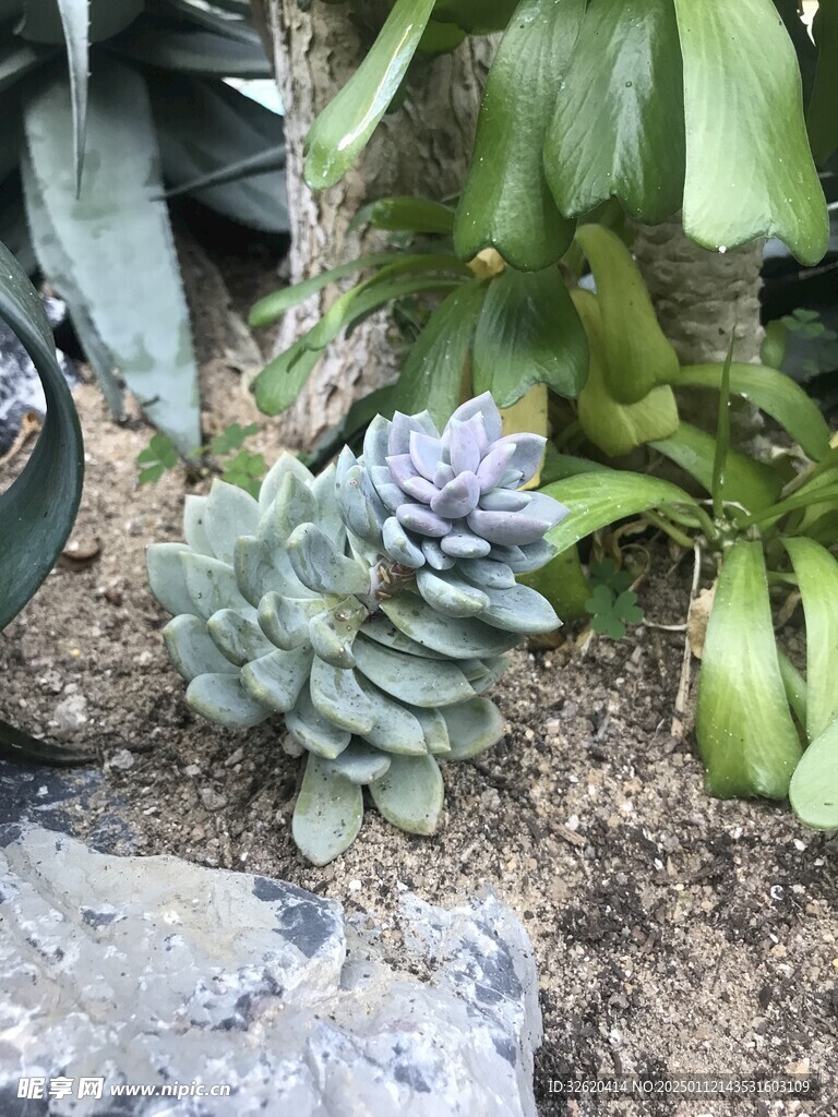 多肉