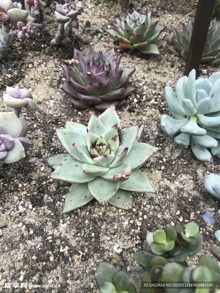 多肉