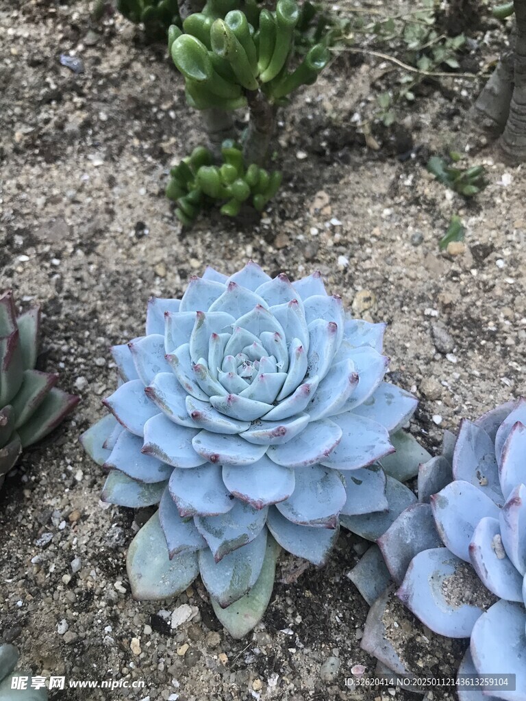 多肉