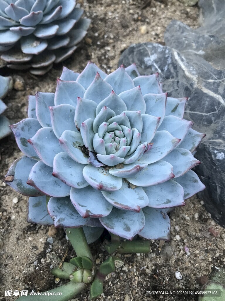 多肉