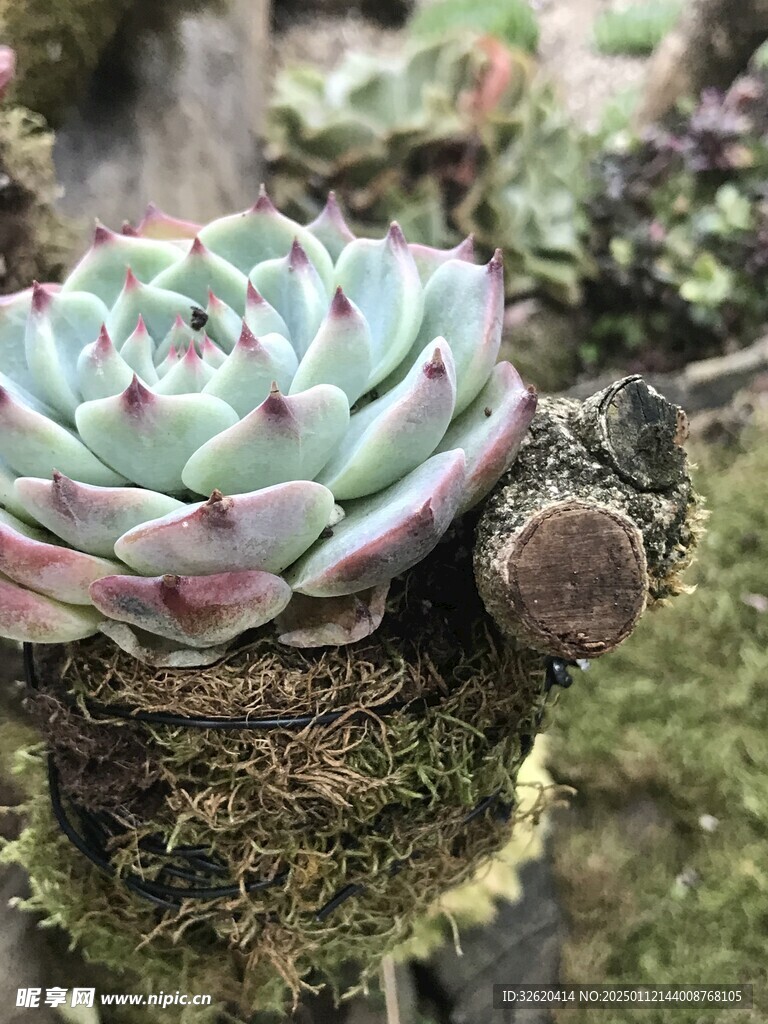 多肉