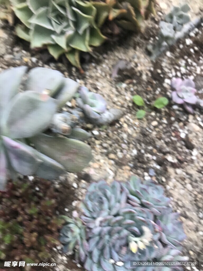 多肉