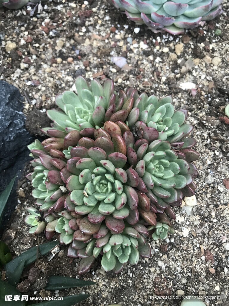 多肉