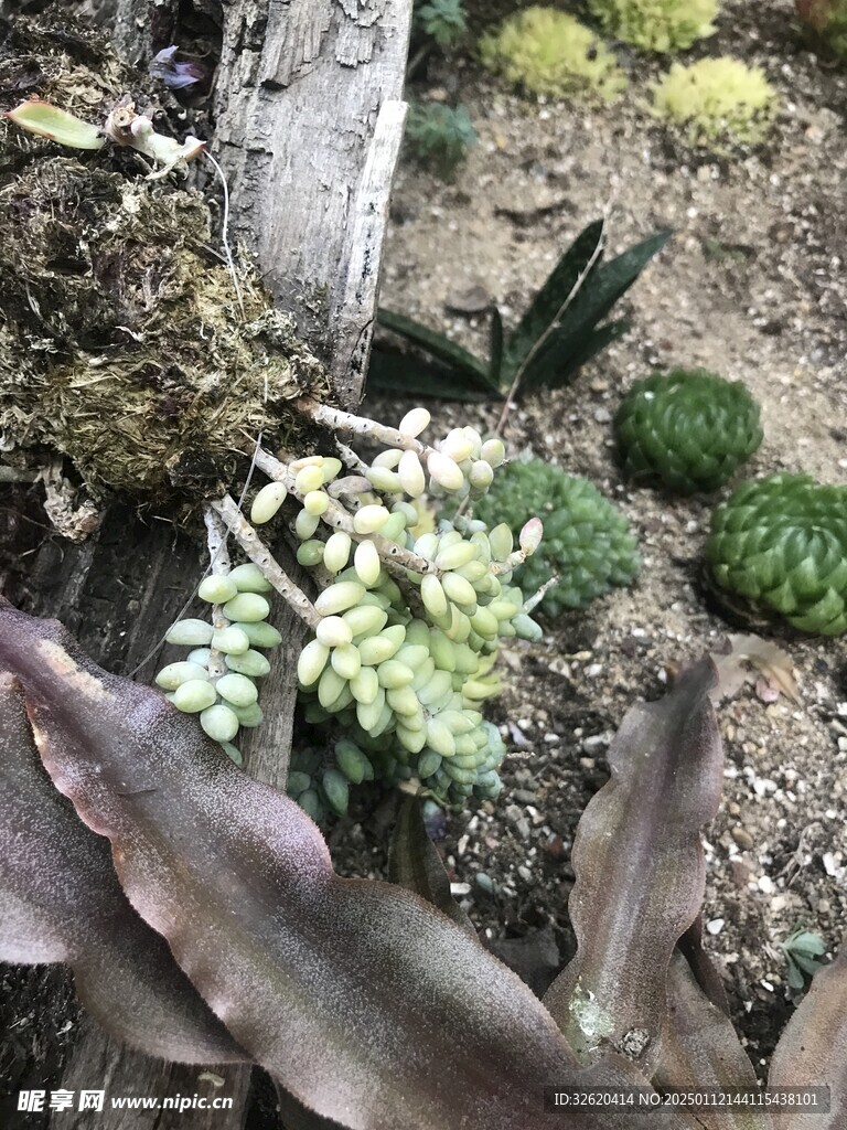 多肉