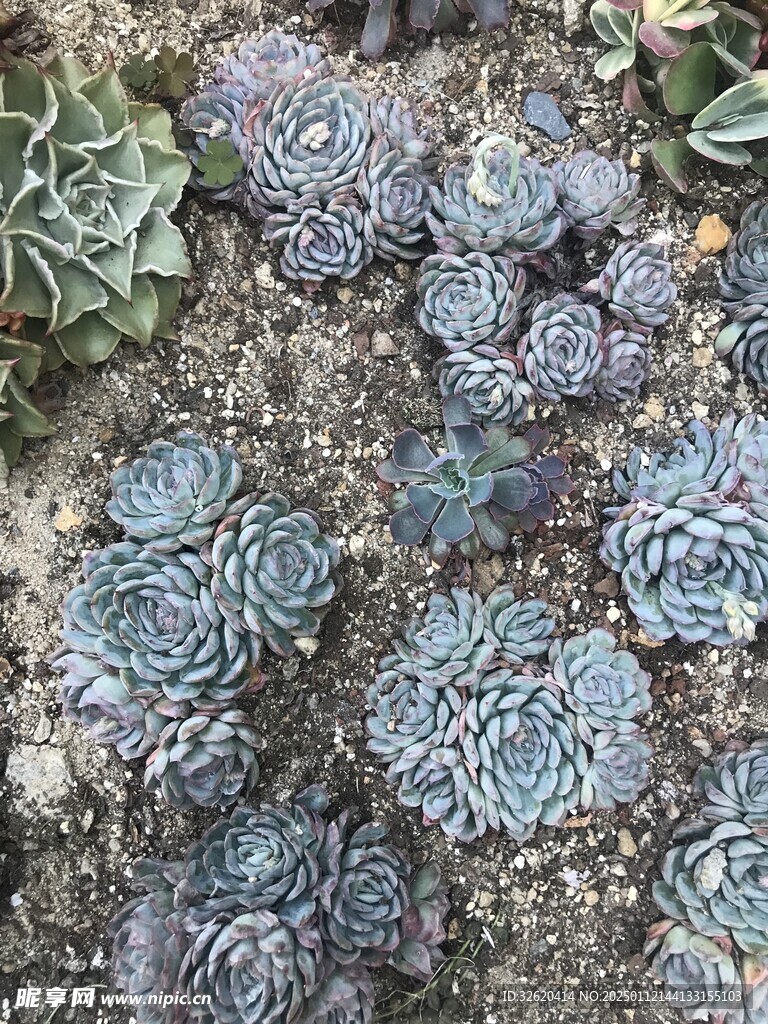 多肉