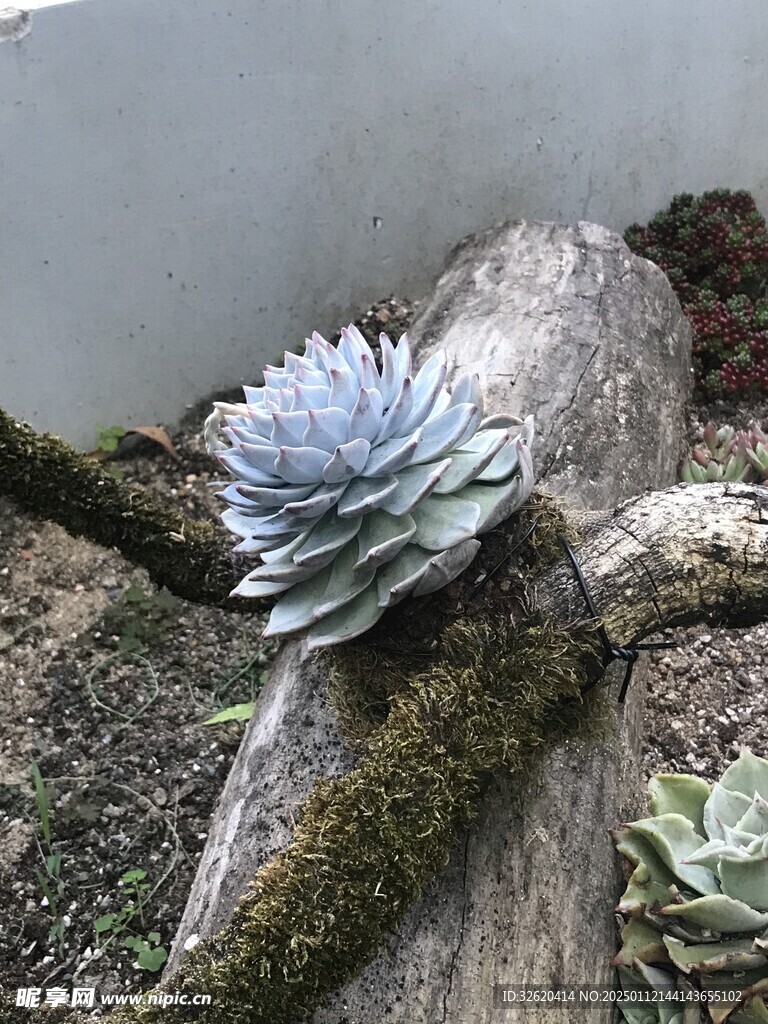 多肉