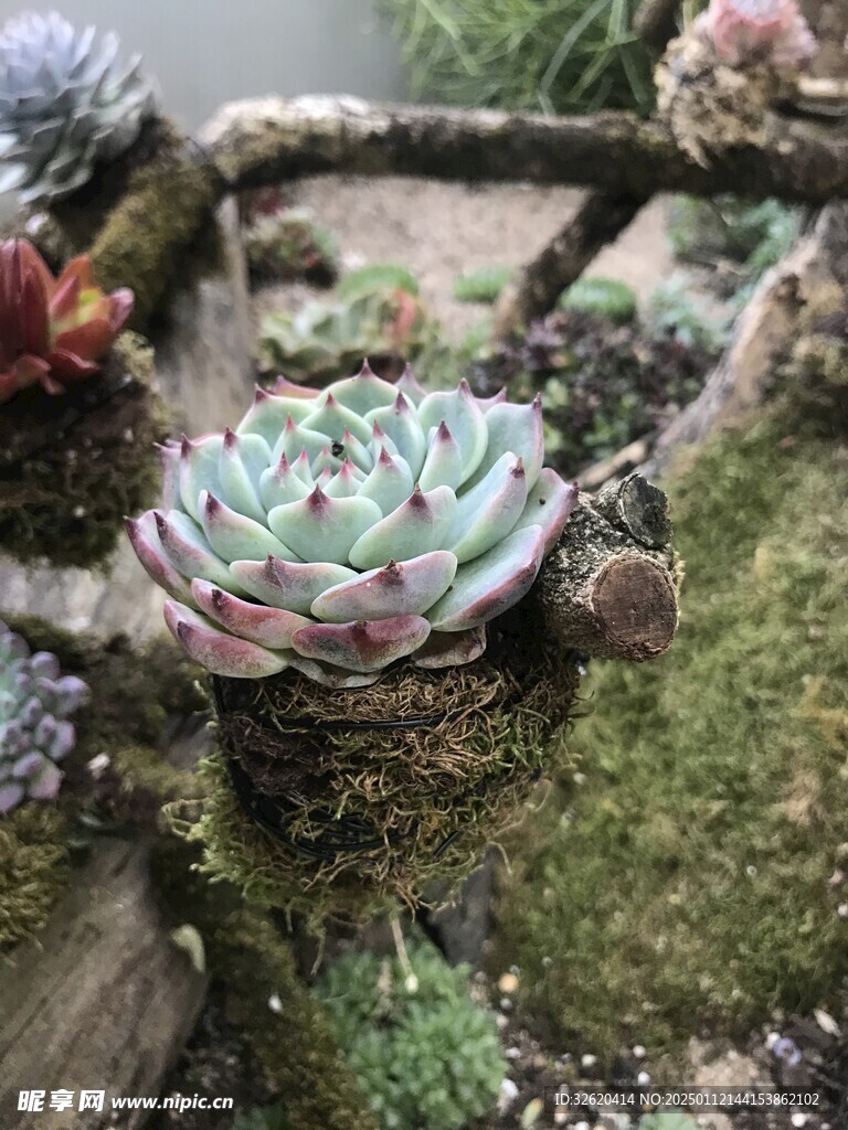多肉