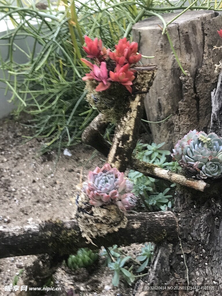 多肉
