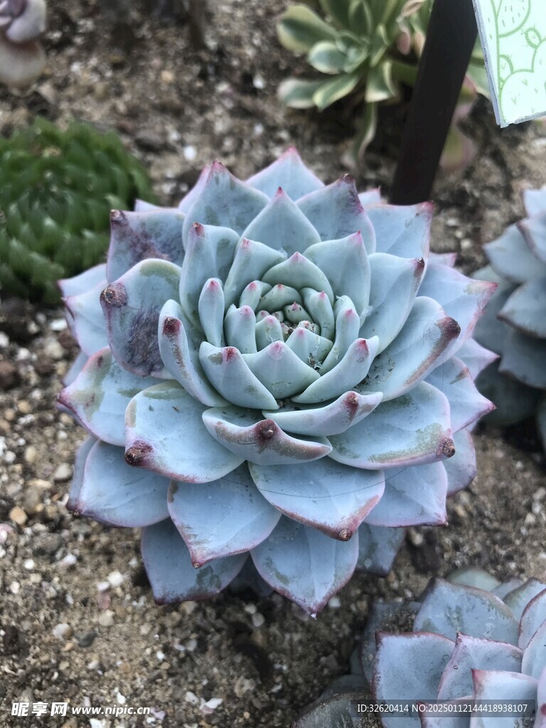 多肉