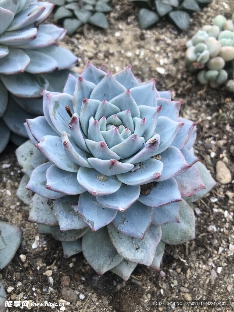 多肉