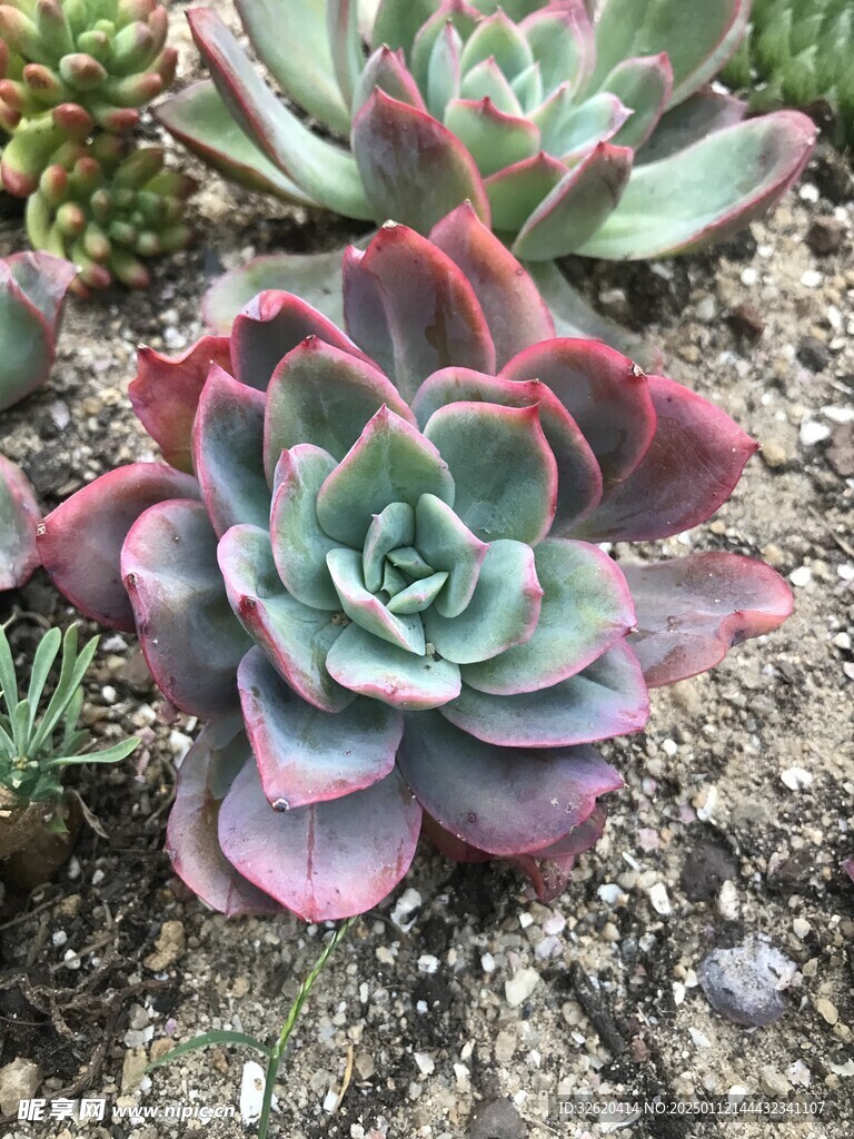 多肉