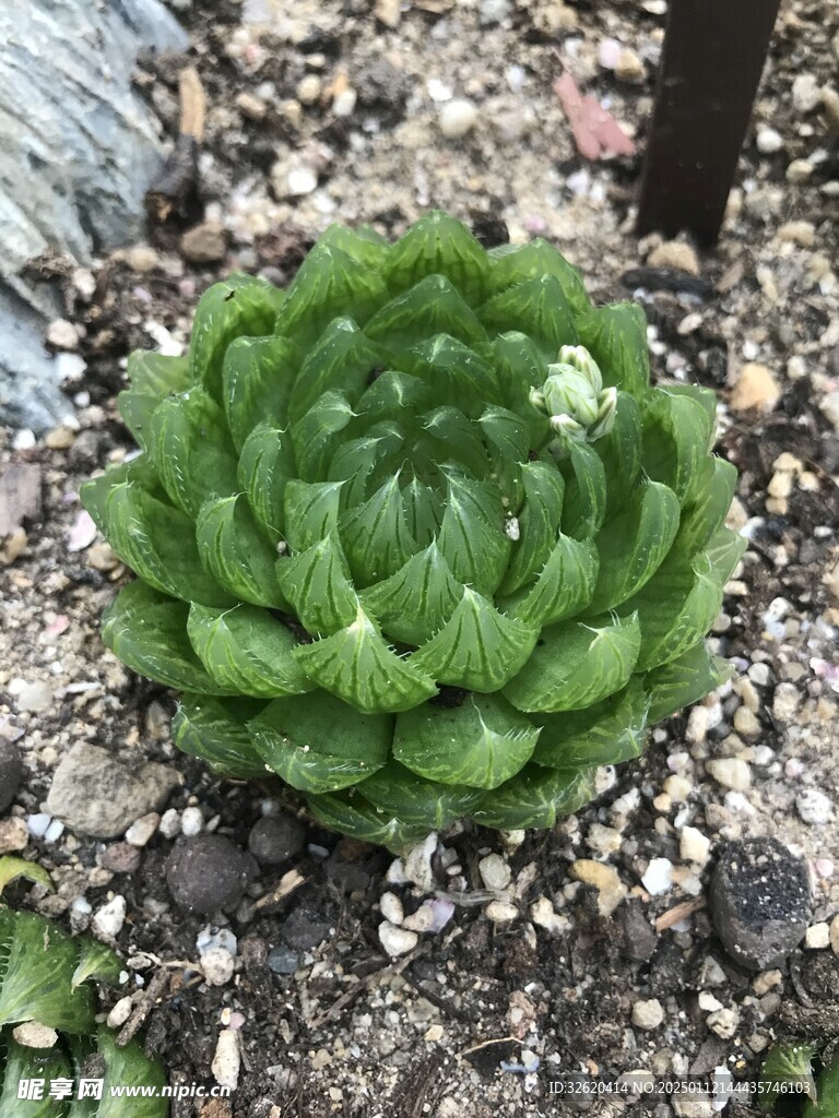 多肉