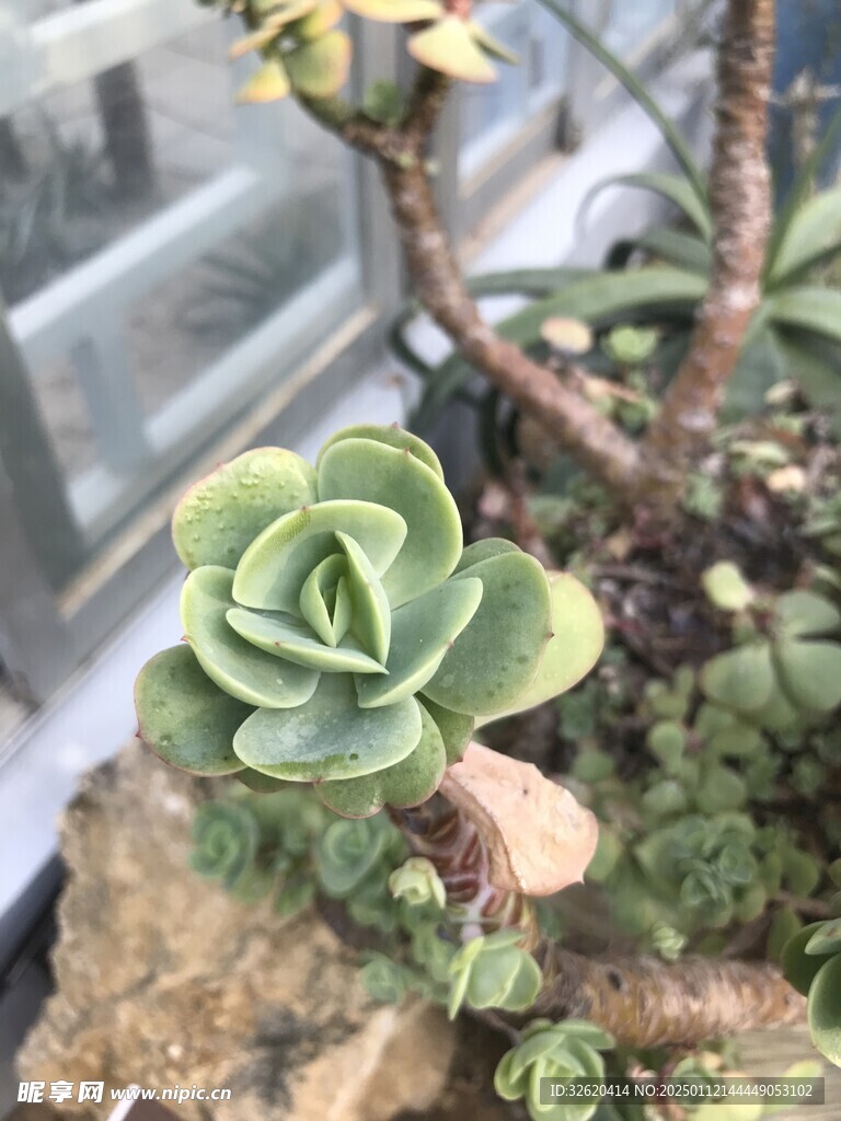 多肉