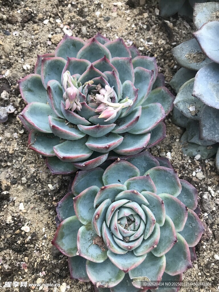 多肉
