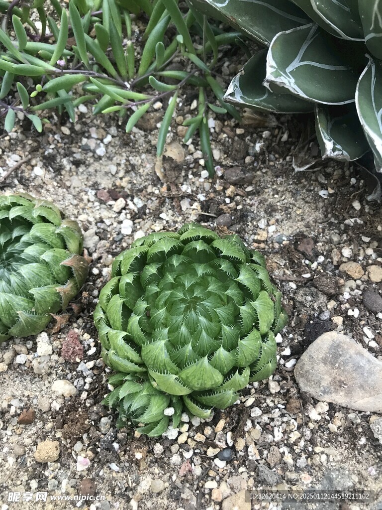 多肉