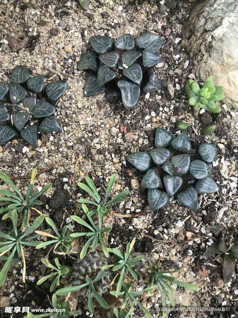 多肉