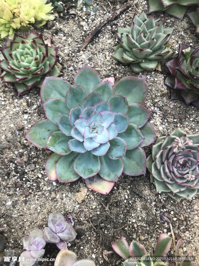 多肉