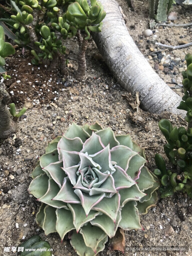 多肉