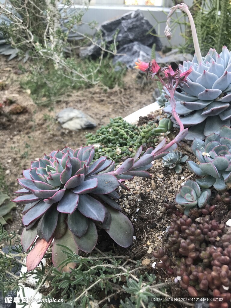多肉