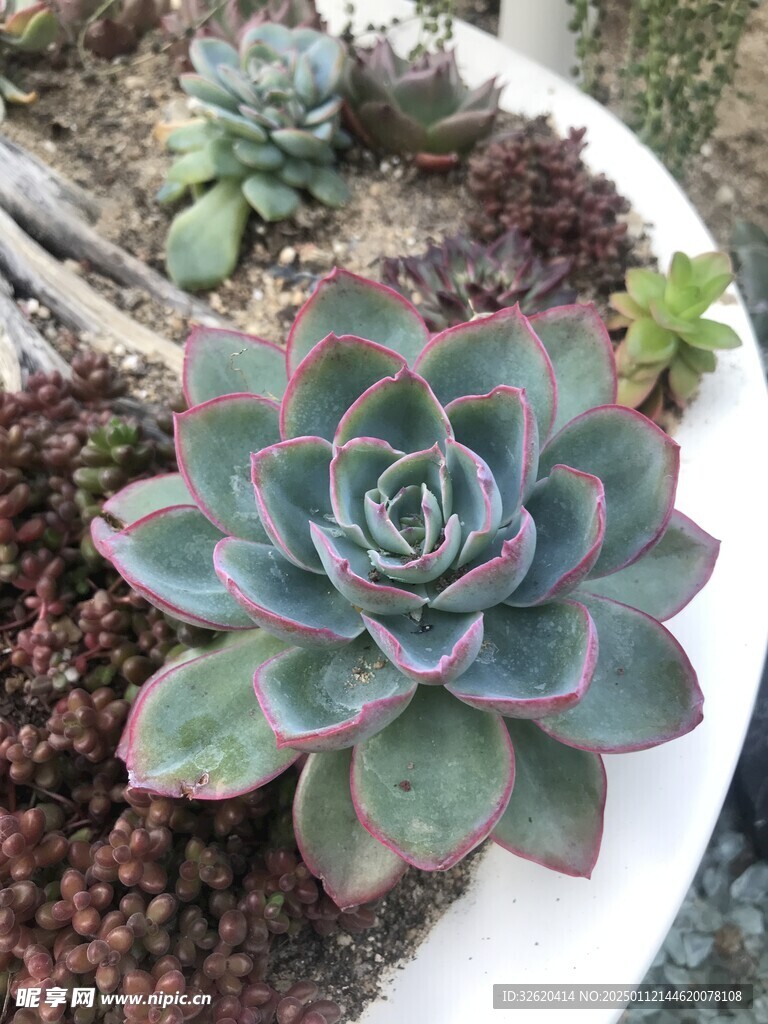多肉