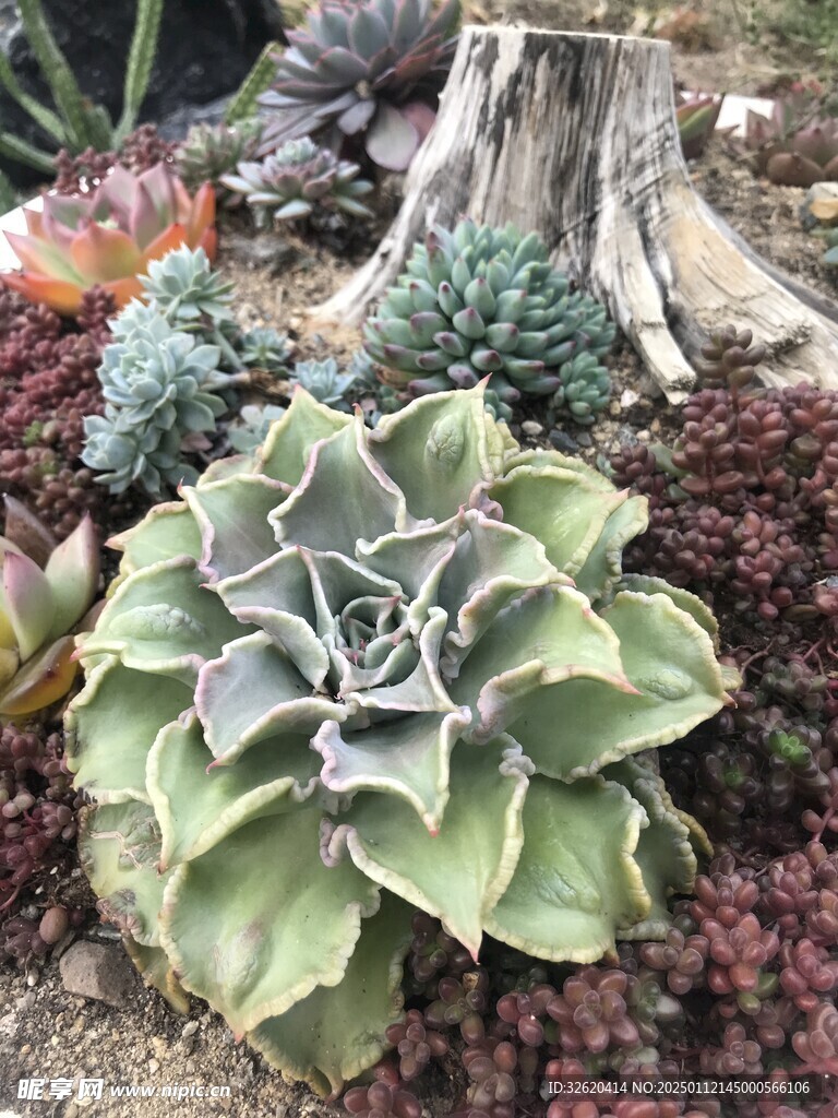 多肉