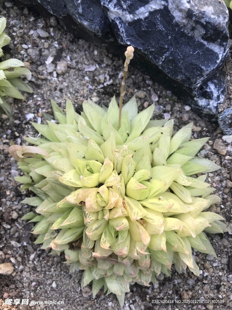 多肉