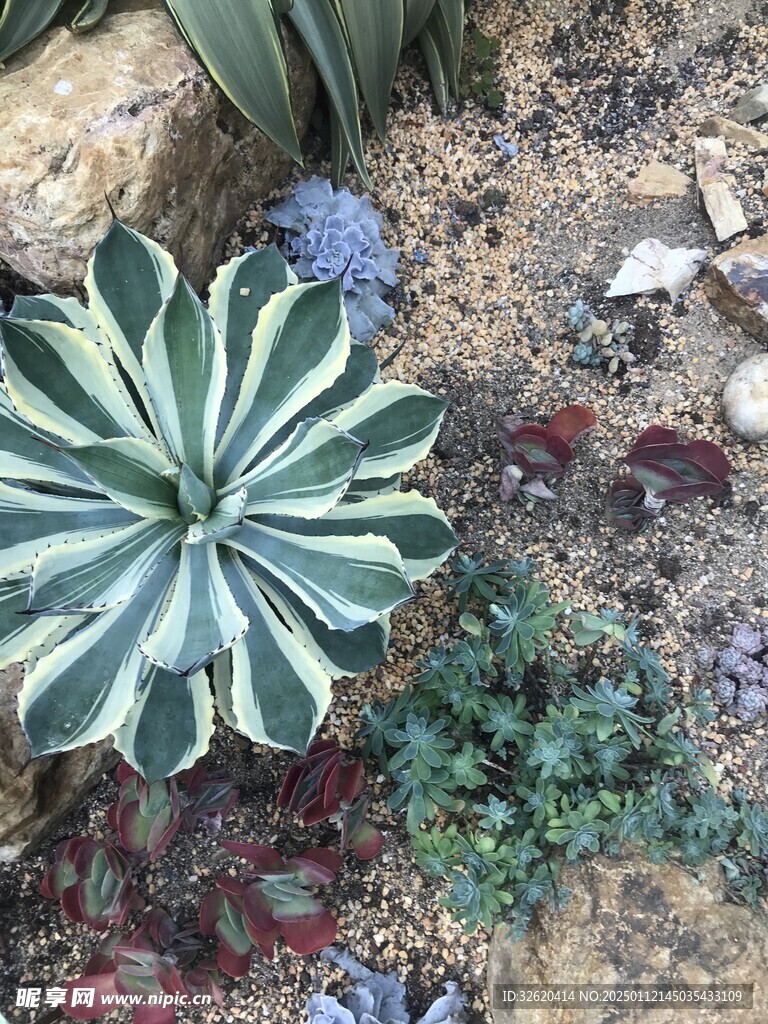 多肉