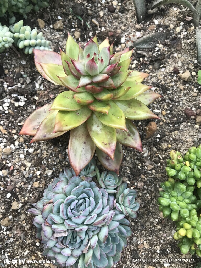 多肉