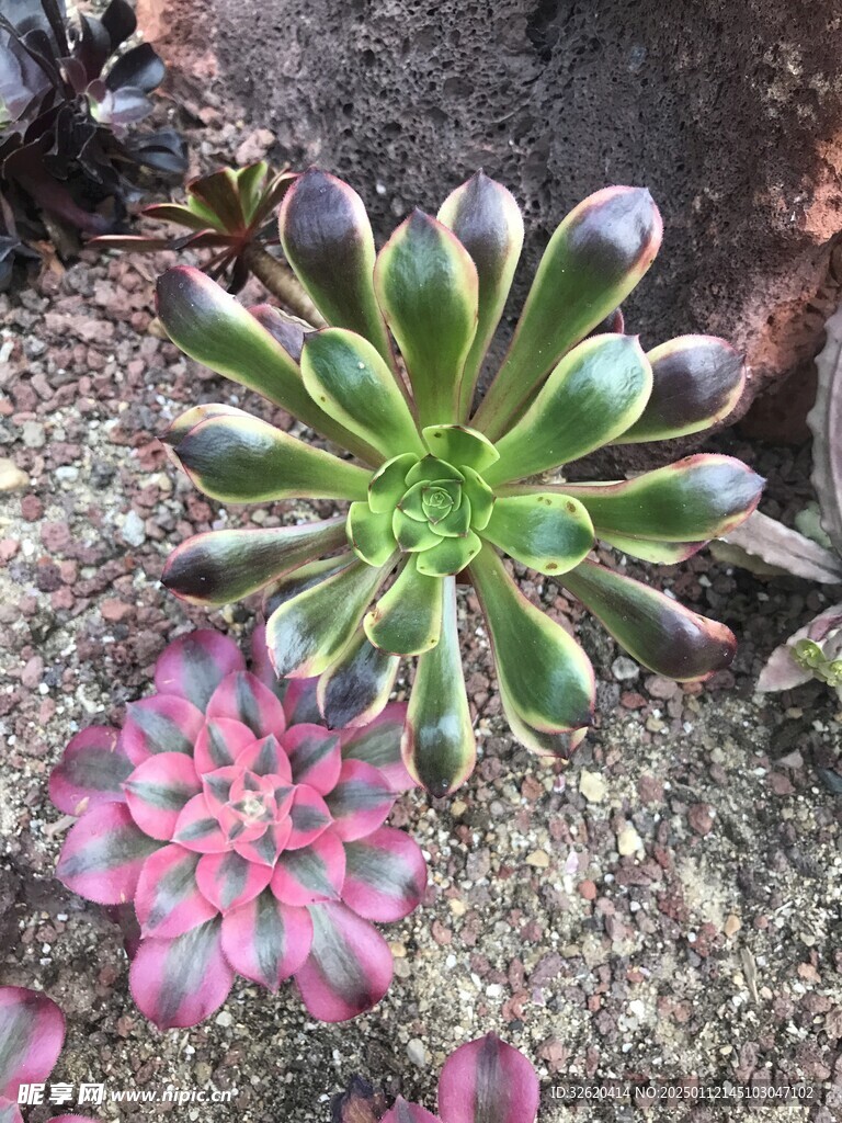 多肉