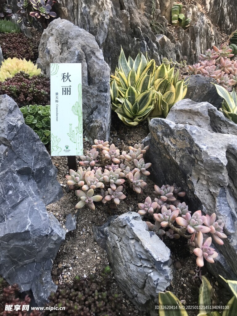 多肉