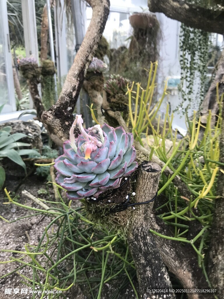 多肉